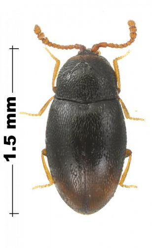 Atomaria sp.